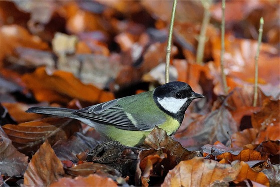 新年愿望句子15条