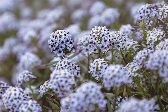 关于青春毕业季的句子