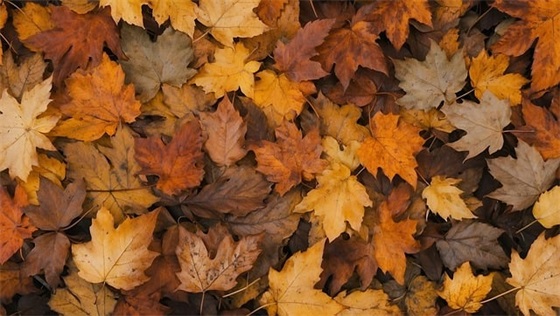 描写洋葱的优美句子精选1183句