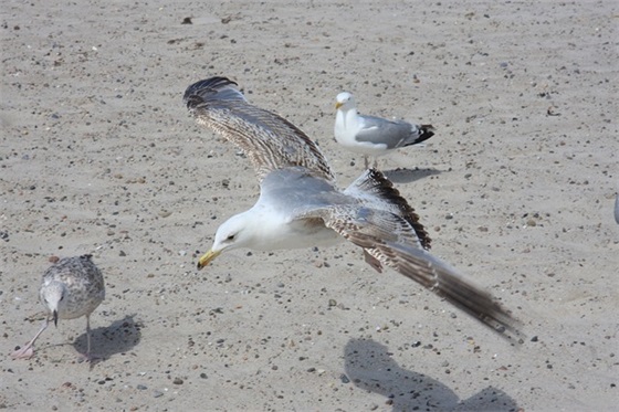 男孩网名带日光的网名两个字