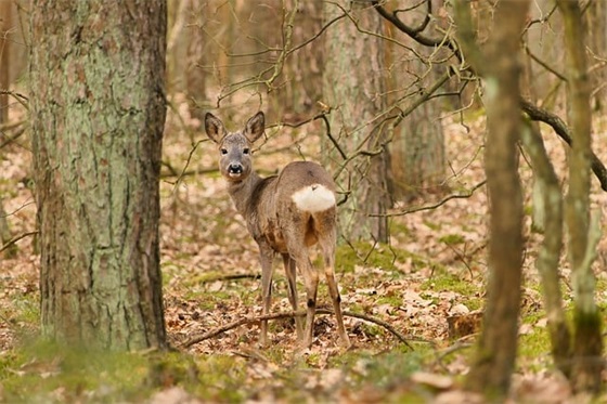 英文qq网名带酒的词