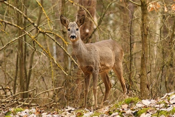 全是脏话的骂人句子精选343句