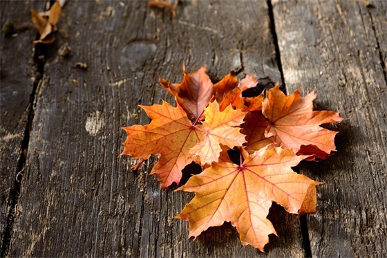 表达爱一个女孩的句子精选239句