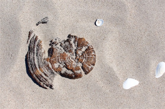 赞美女人脚的句子(精选181句)