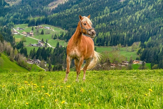 形容鱼在水中畅游的句子精选13句