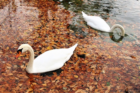 最新男孩名字:虎宝宝乳名大全 属虎小名可爱有童趣