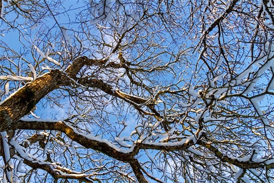 2024年圣诞节出生的属虎宝宝起名（起名字宜用字）