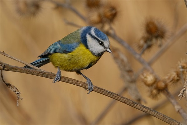 2024年立秋五行属性（五行缺木的男宝宝名字推荐）