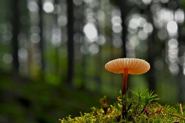 2024年米字女虎宝宝起名案例（女虎宝宝取名大全2024款带米字）