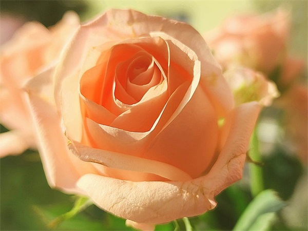 2024年二月份虎宝宝五行属什么？（虎宝宝起什么名字好？）