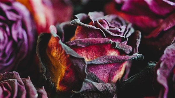 2024年过年出生的虎宝宝女孩名字大全（属虎几月出生最好命？）