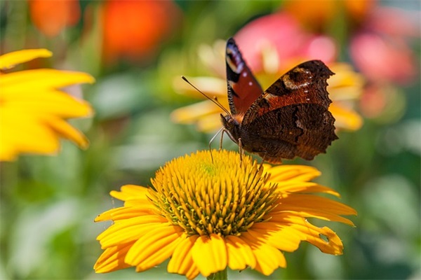 2024年农历十月虎宝宝取名字（属虎起名宜用字）