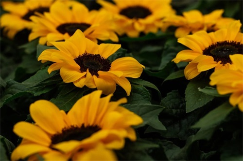 关于生活的哲理名言