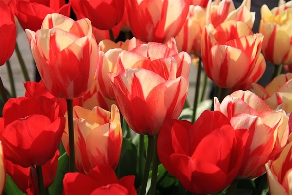 关于爱情名言名句大全