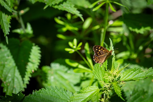 关于抱负的名言