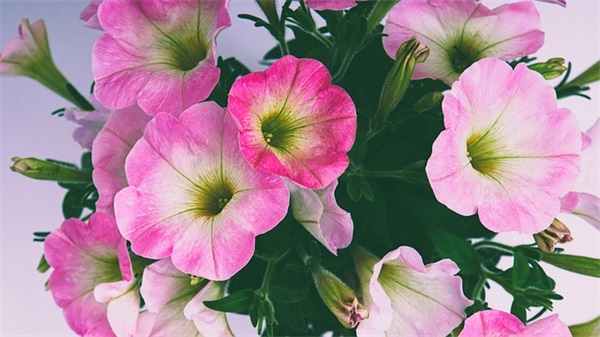 胡兰成名言名句