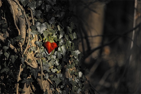 有关爱学生的名言