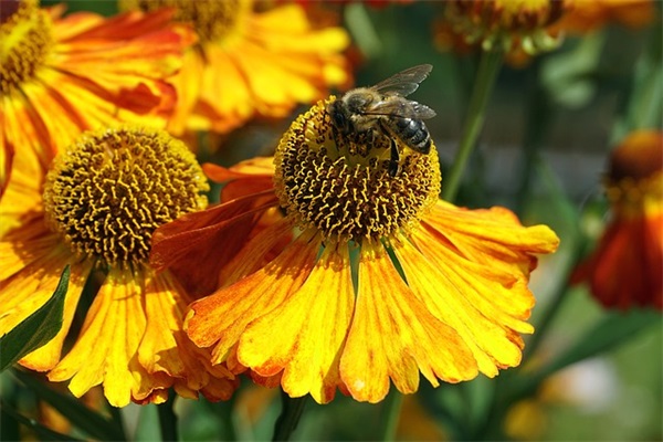 有关爱护地球的名言