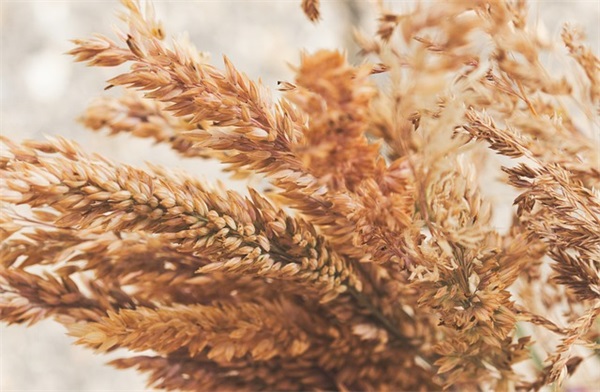 关于感恩的名言　感恩名言格言