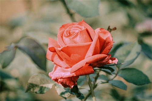 关于吃苦的名言，吃苦耐劳的名言精选【优秀17句】