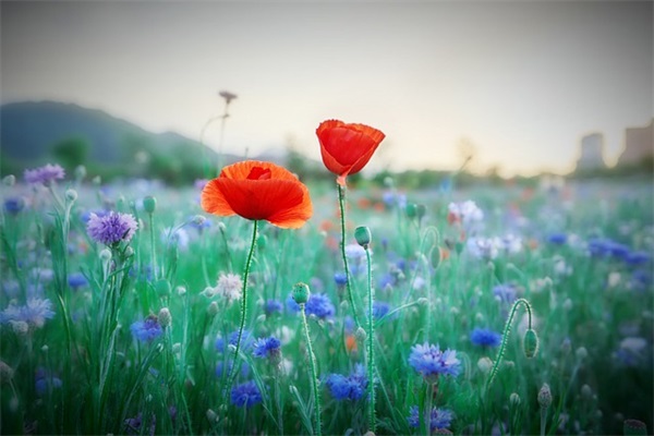 古诗中描写声音的句子