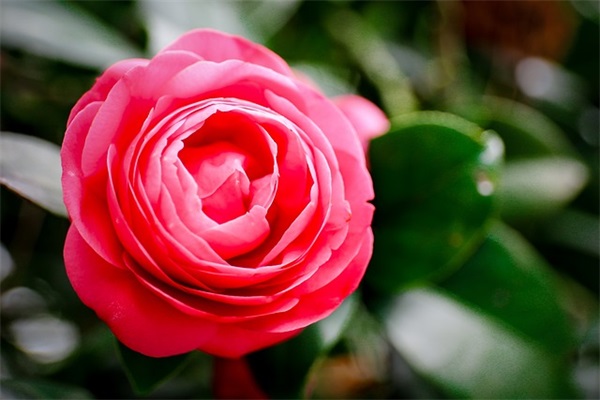 洛神赋经典句子