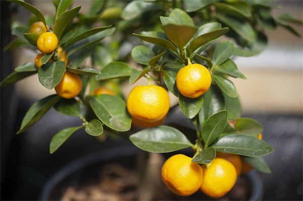 描写人物神态的句子 描写人物神态的段落