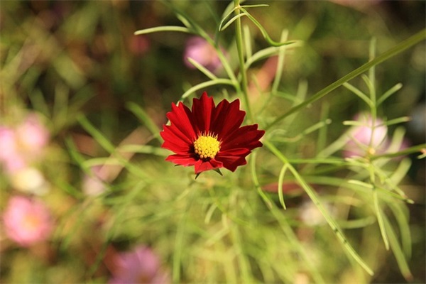 2024描写杜鹃花的句子