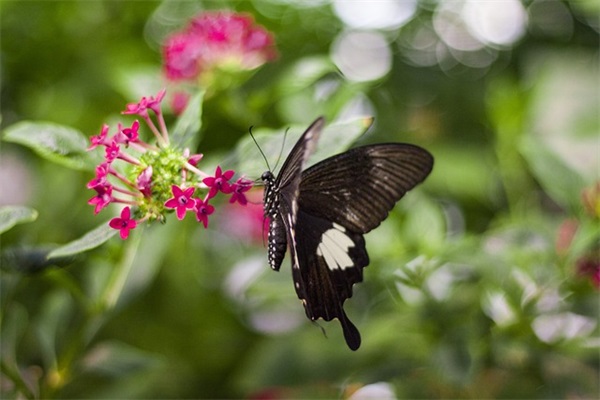 祝小朋友生日快乐的句子(汇总56条)
