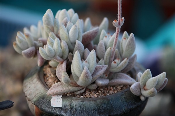 职业规划经典句子