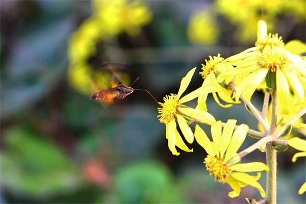 向男生表白的句子
