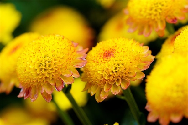 悲伤逆流成河经典句子