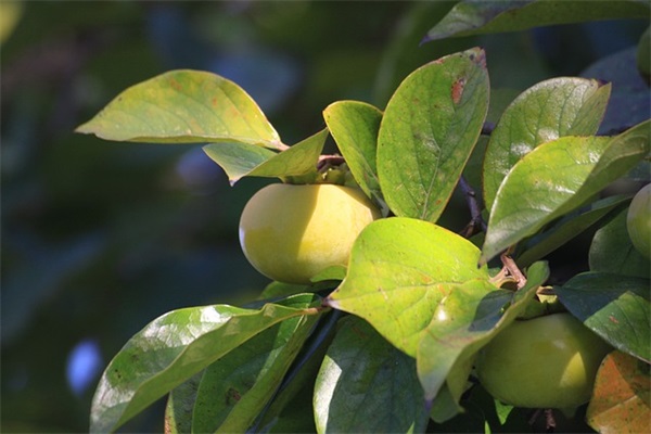 关于周末愉快的句子