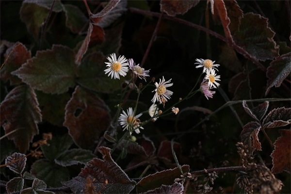 文艺复古的花店名字大全 唯美独特的花店名称分享（精选推荐）