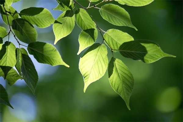 描写离家心情的句子汇总40条