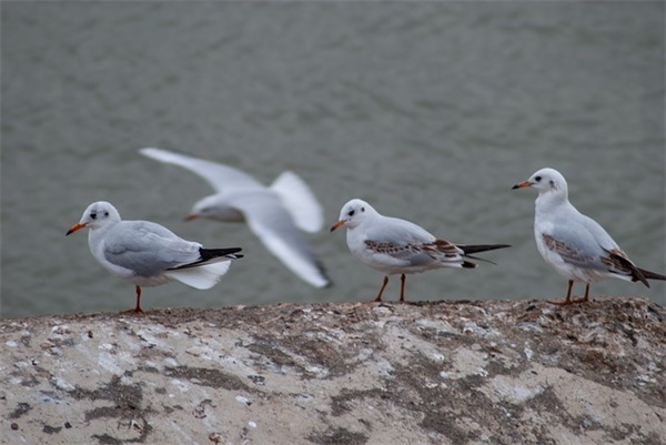 老师感恩园长的简单句子