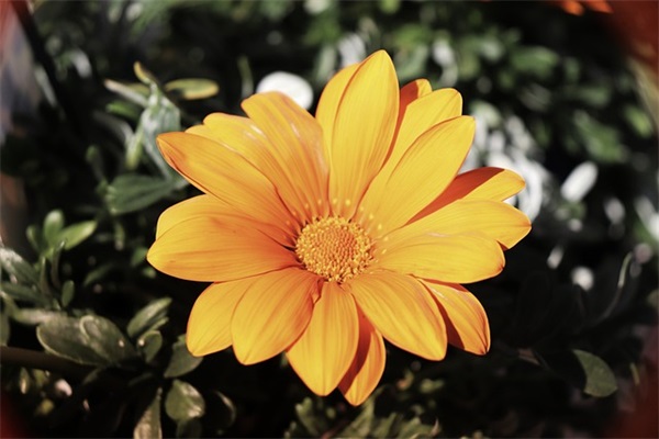 描写老师的句子热门76句