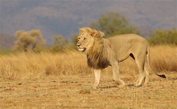 祝愿祖国繁荣昌盛句子(集锦55句)