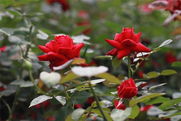 一路走好天堂安息句子汇集