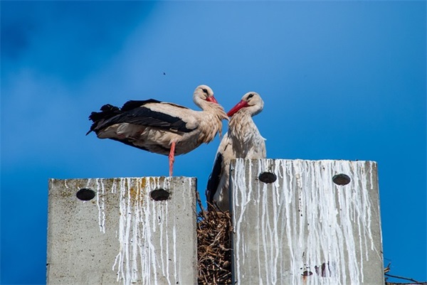 形容月季花开放姿态的优美句子