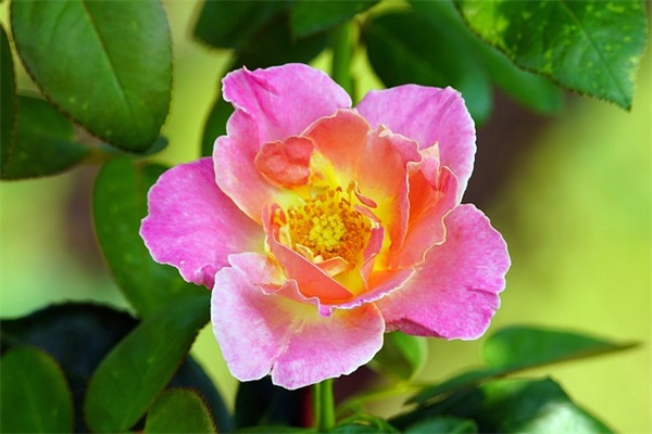 谁也猜不透明天和意外的经典句子 (集锦40句)