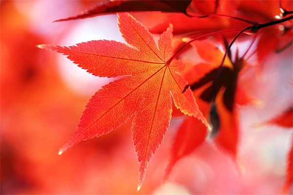 帮助别人的句子集锦78句