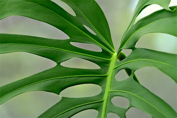 学校环境描写的优美句子32条