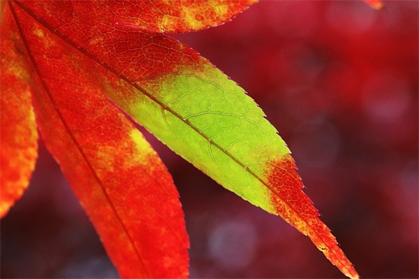 经典聊天套路搞笑句子