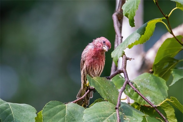 有关清晨早餐的优美动听的文案句子