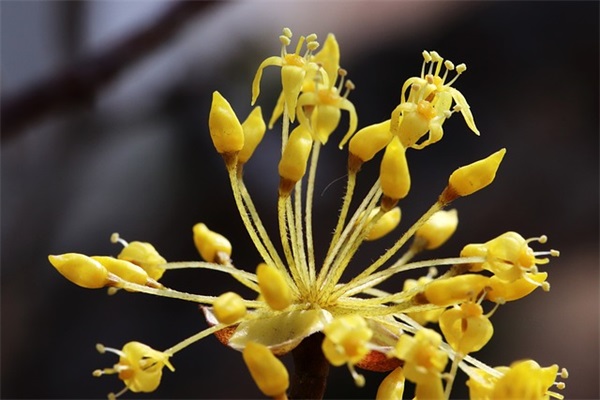 美团外卖商家回复顾客的好评句子【荐】