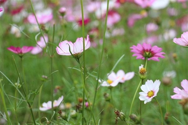 让内心平静的句子