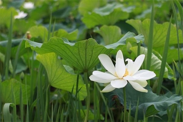 有创意的官宣结婚句子50条