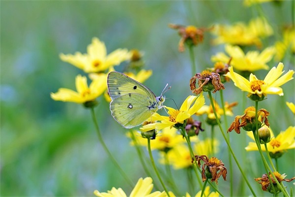英语万能作文句子参考摘录四十一条