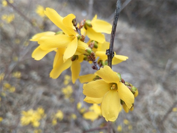 形容爆竹的优美句子通用29句